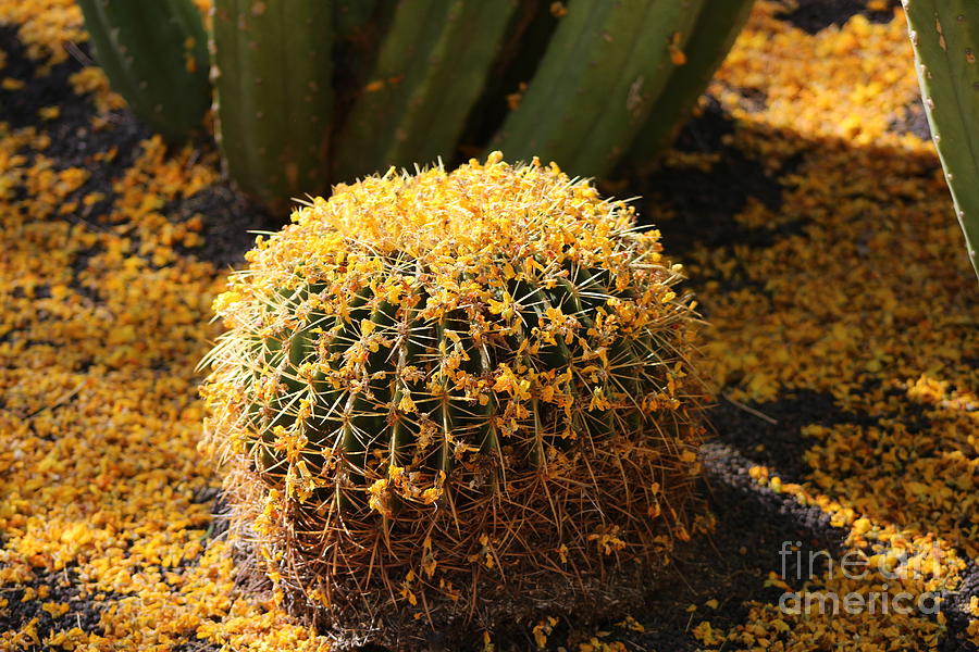 Barrel Cactus Covered In Butter Yellow Palo Brea Blossoms in Landscape Photograph by Colleen Cornelius