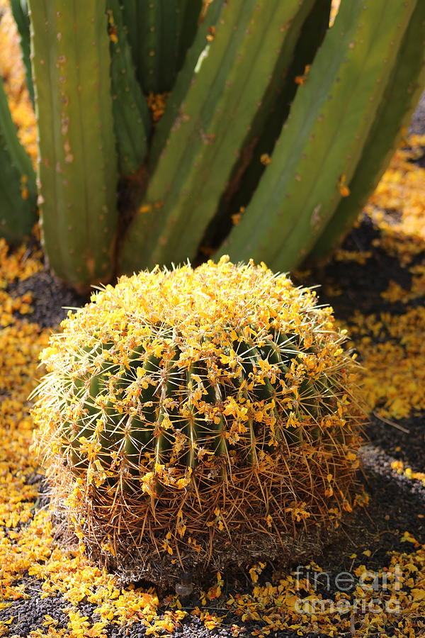 Barrel Cactus Covered In Butter Yellow Palo Brea Blossoms in Portrait Photograph by Colleen Cornelius