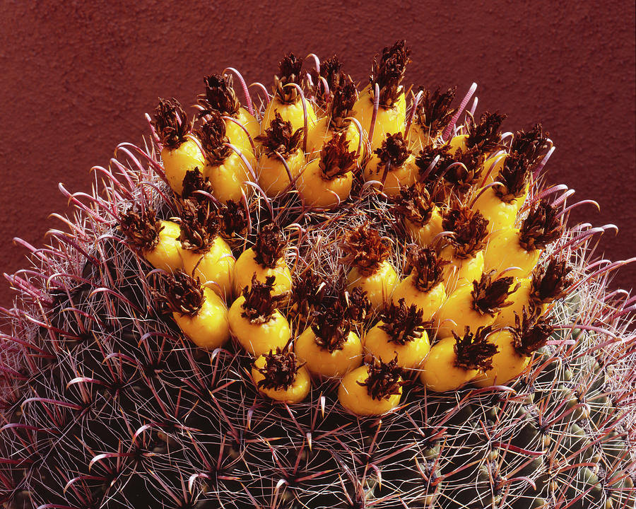 Barrel Cactus Fruit Photograph by Tom Daniel