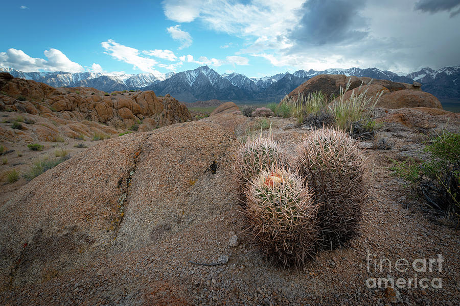 Barrel Cactus In Alabama Hills Photograph by Michael Ver Sprill