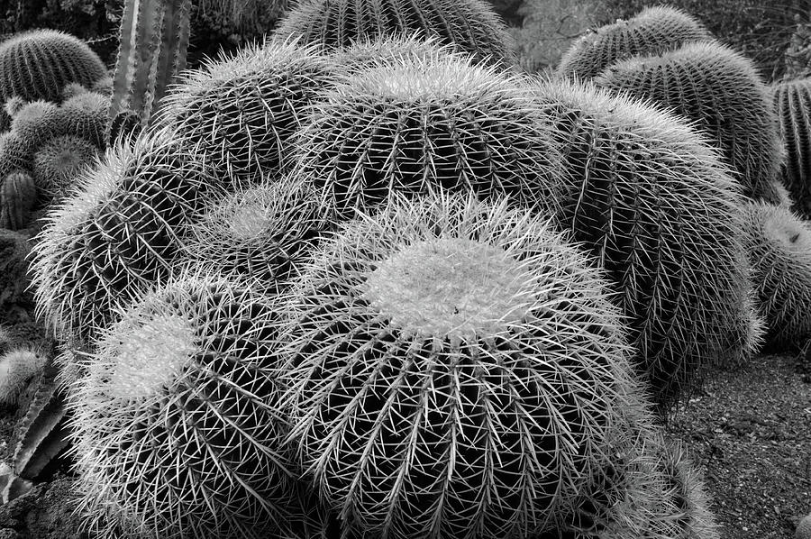 Black And White Photograph - Barrel Cactus In Black And White by Craig Brewer