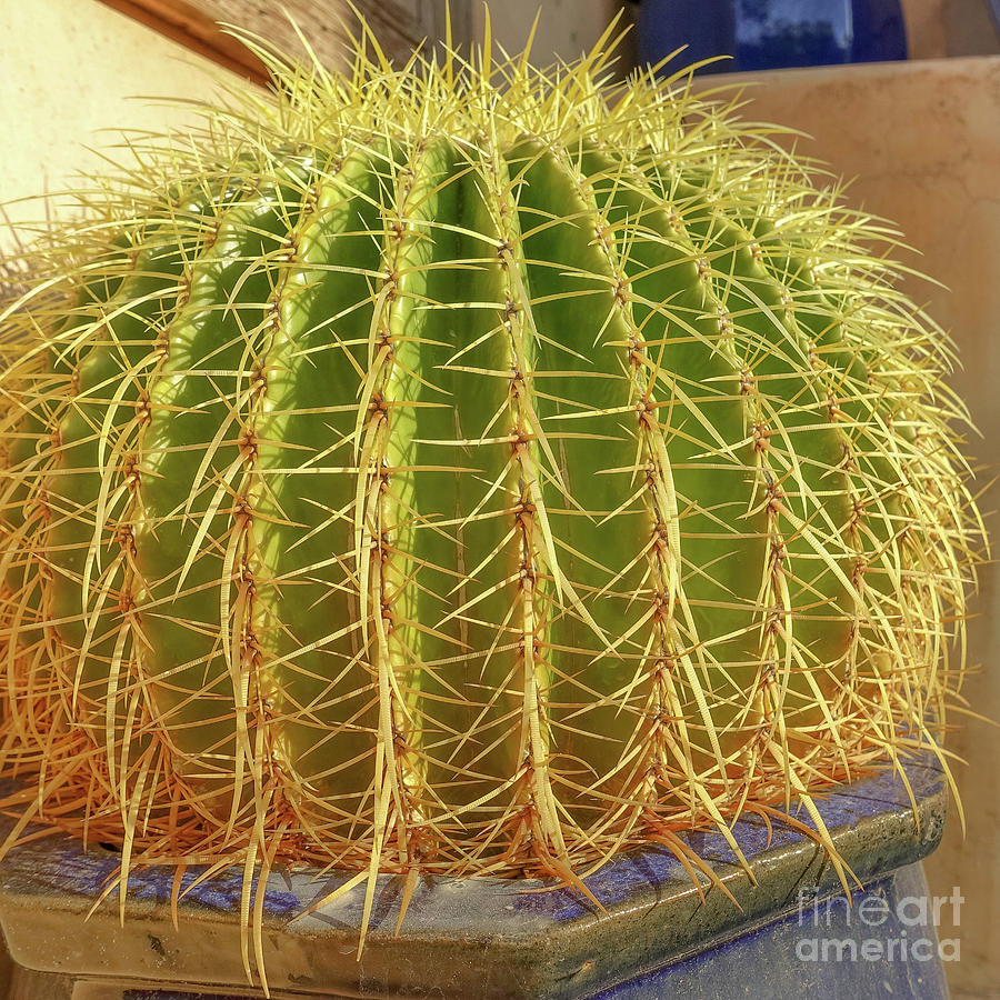 Barrel Cactus Royal Palms Phoenix Photograph by Edward Fielding