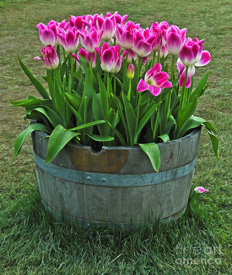 Barrel of Tulips Photograph by James E Weaver