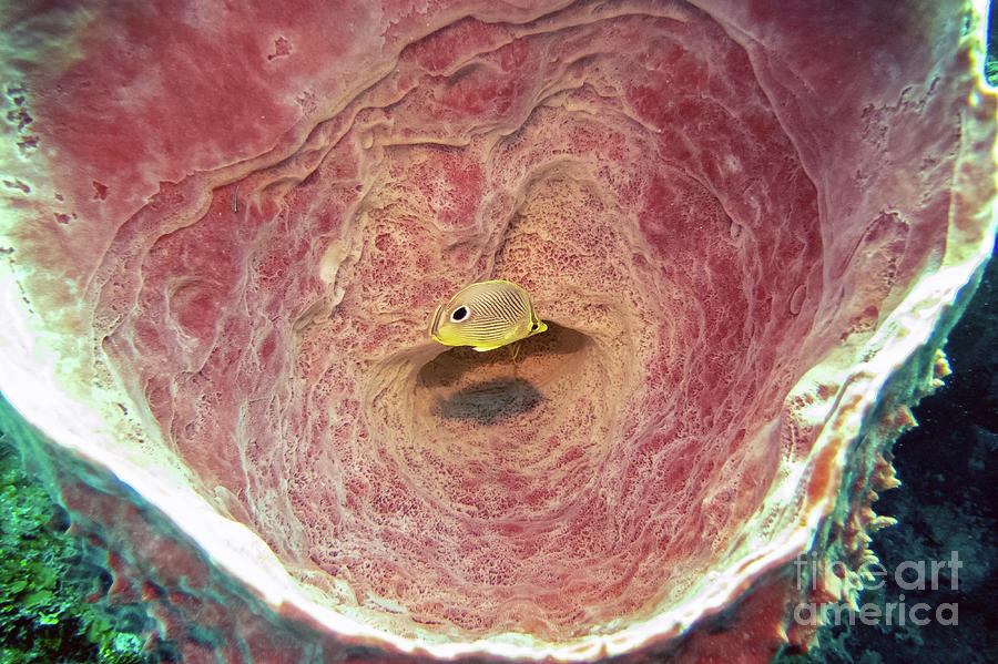 Barrel Sponge 1 Photograph by Daryl Duda