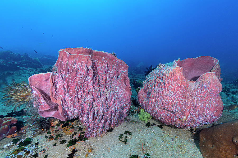 Barrel Sponge Photograph by Andrew Martinez