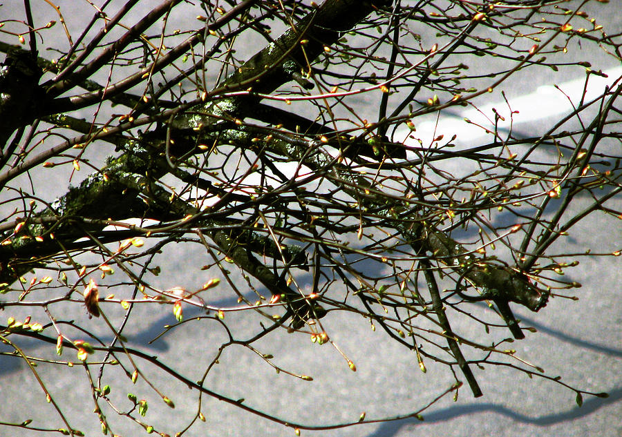 Barren Branches Photograph