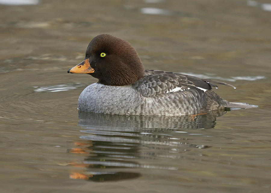 Birds Photograph - Barrows Goldeneye by Doug Herr Birds Photograph - Barrows Goldeneye by Doug Herr
