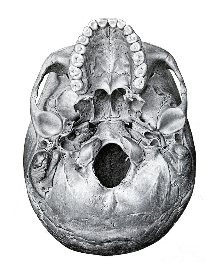 Base Of Skull Photograph by Microscape/science Photo Library
