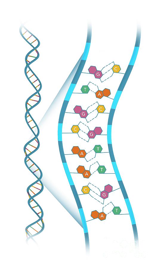 Base-pair Structure Of Dna Photograph by Mikkel Juul Jensen / Science Photo Library