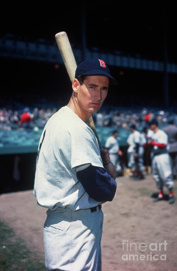 Baseball Legend Ted Williams Posing Photograph by Bettmann
