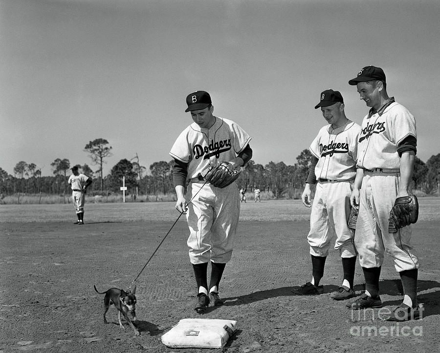 Baseball Players Lead Pet Dog Photograph by Bettmann
