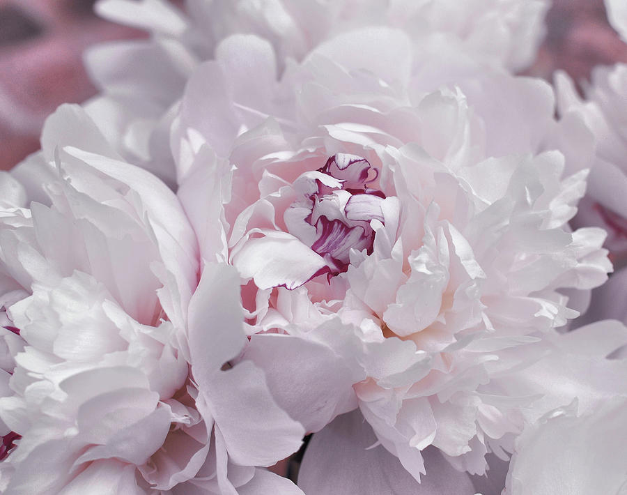 Bashful Blooms Photograph by JAMART Photography
