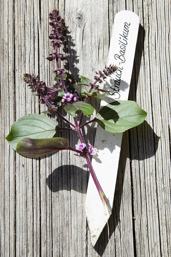 Basil And Plant Label On Weathered Wood Photograph by Heidi Frhlich
