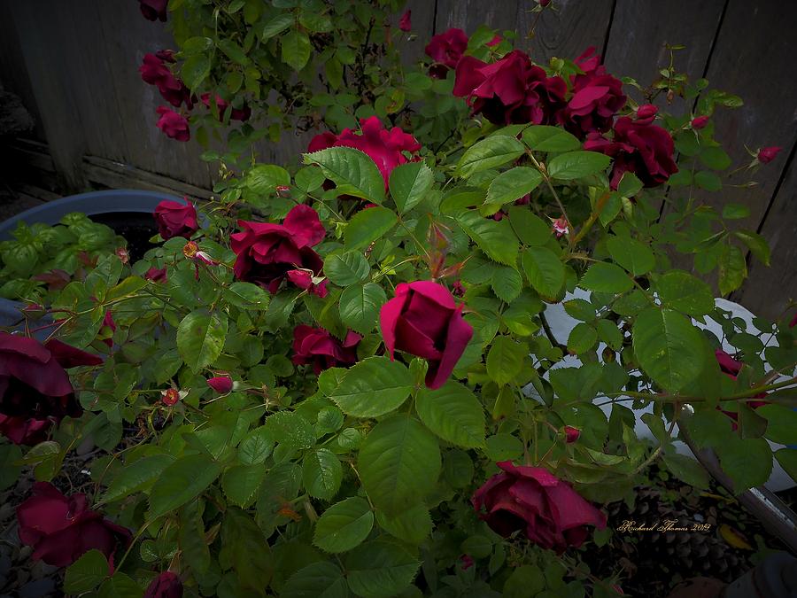 Basil and Red Roses Photograph by Richard Thomas