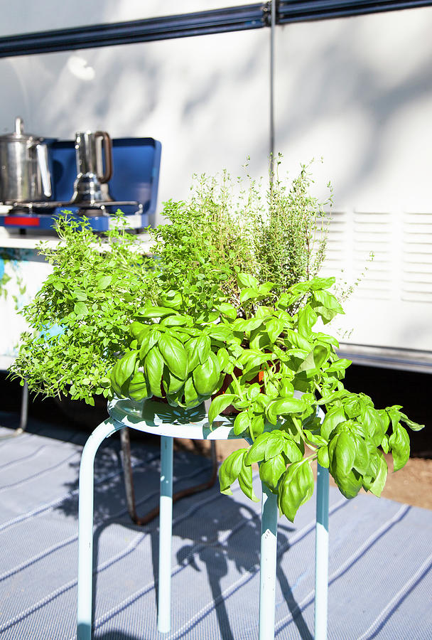 Basil And Thyme On A Light-blue Stool In Front Of A Caravan Photograph by Julia Skowronek