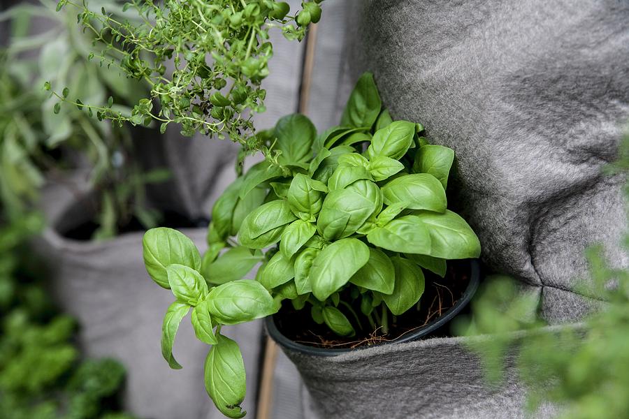 Basil In A Pot Photograph by Claudia Timmann