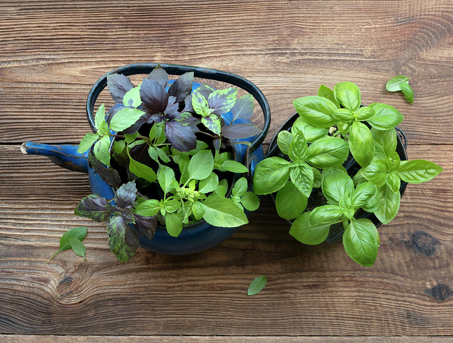Basil In Pots On An Old Garden Counter Photograph by Magdalena & Krzysztof Duklas