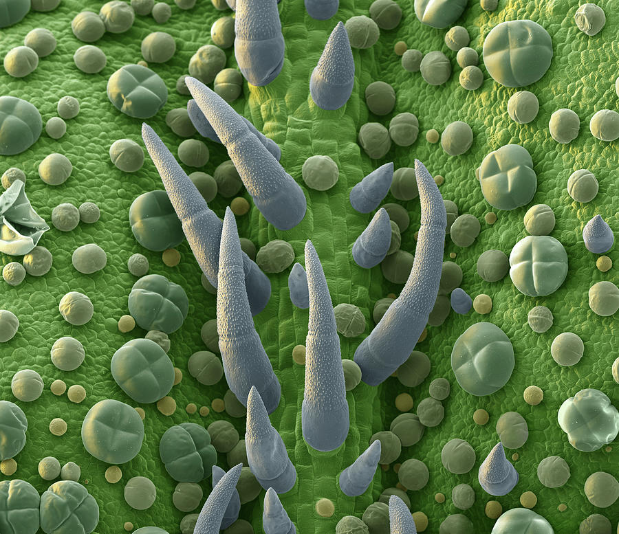 Basil Leaf Trichomes, Sem Photograph by Oliver Meckes EYE OF SCIENCE