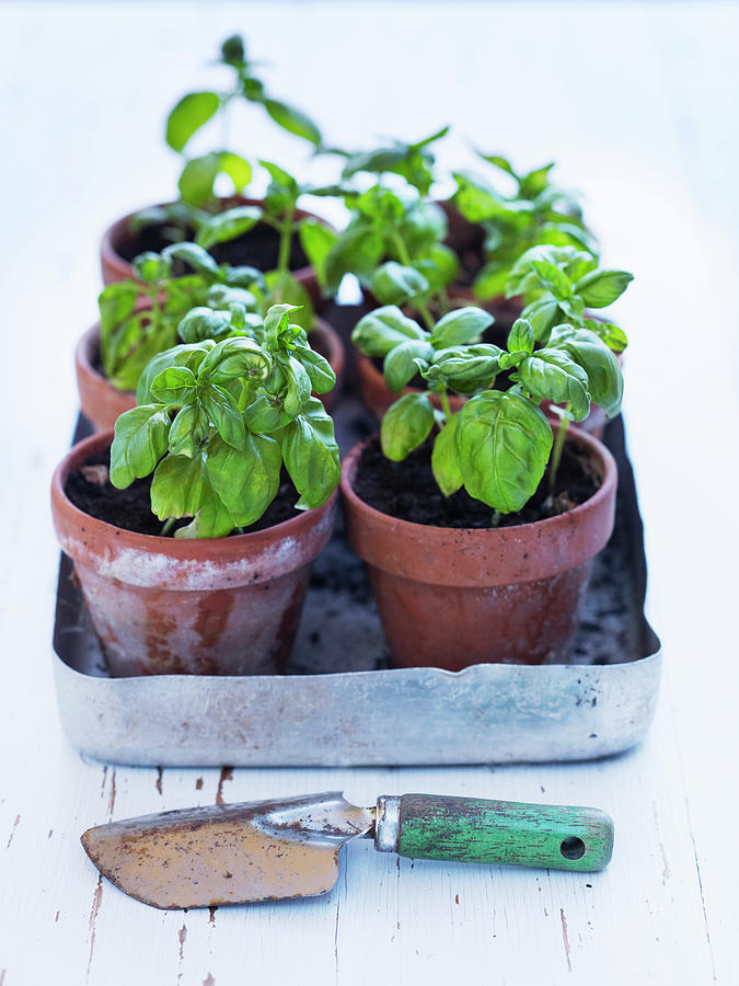 Basil Plant Seedlings Photograph by Johner Images