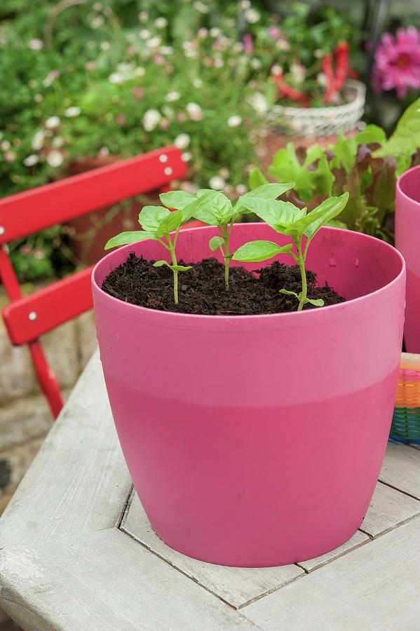 Basil Seedling In A Pink Plastic Pot Outside On A Garden Table Photograph by Linda Burgess