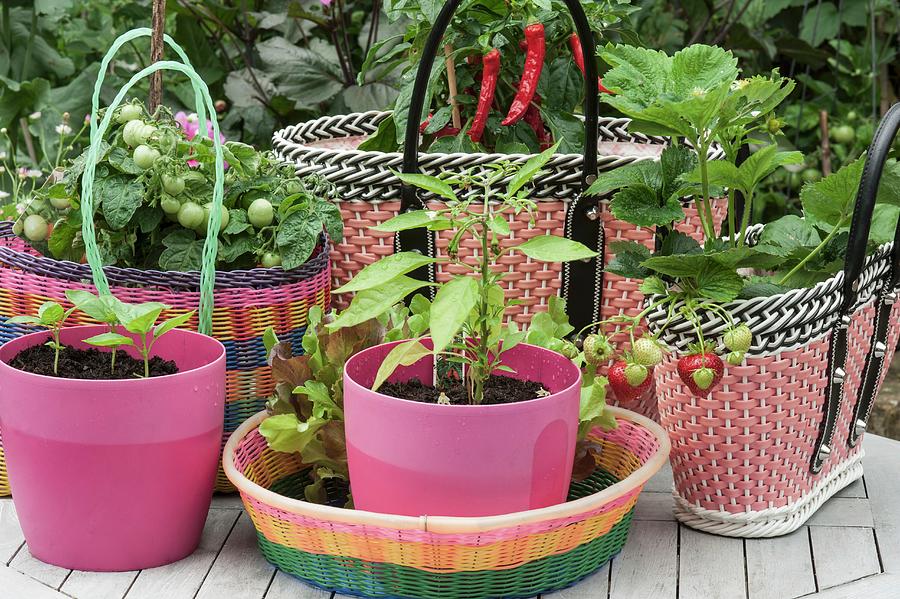 Basil Seedlings In Pink Plastic Pots, And Tomato And Strawberry Plants In Baskets Made Of Woven Plastic Photograph by Linda Burgess
