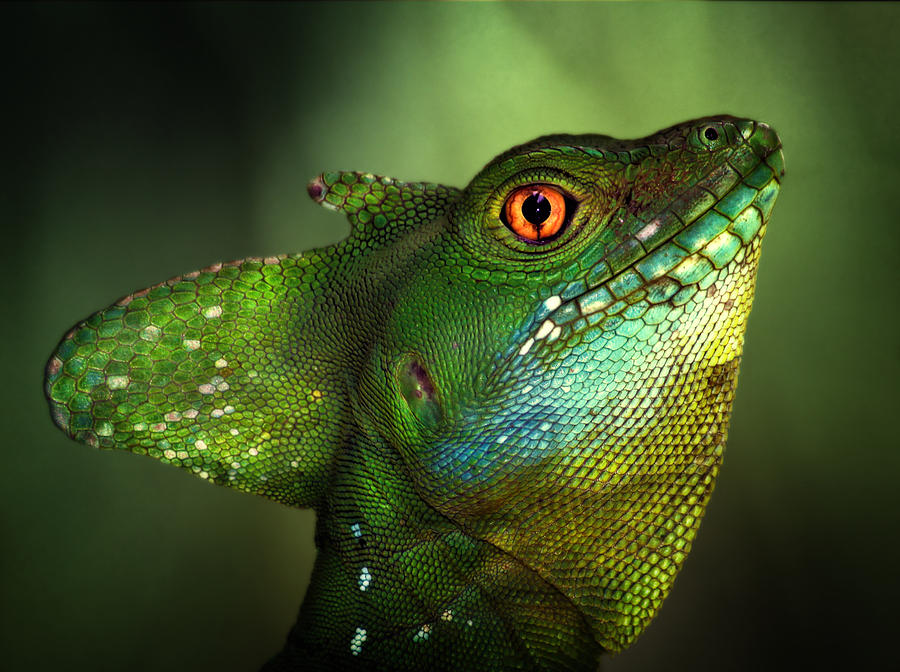 Dragon Photograph - Basilisca Verde by Jimmy Hoffman
