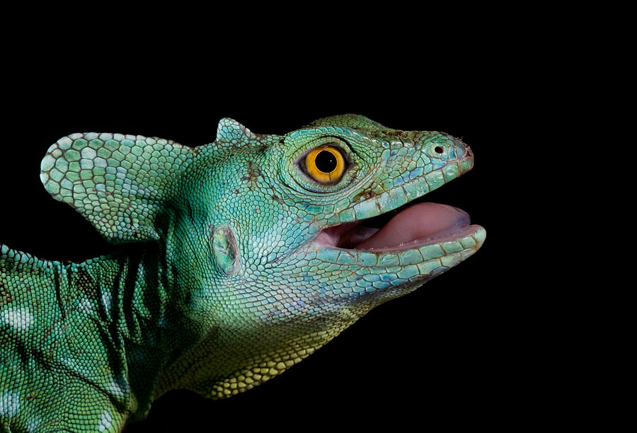 Reptile Photograph - Basiliscus Plumifrons - Plumed Basilisk by Thor Hakonsen