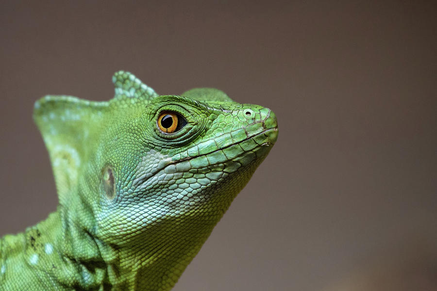 Basilisk Lizard Photograph by Produced By Oliver C Wright