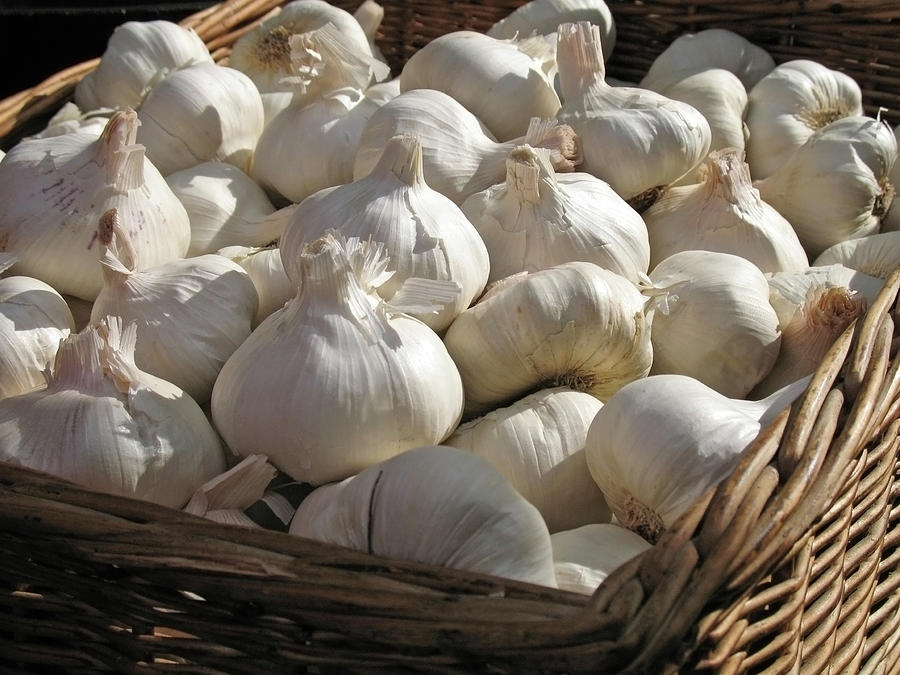 Onion Photograph - Basket Full Of Garlic by Aloha 17