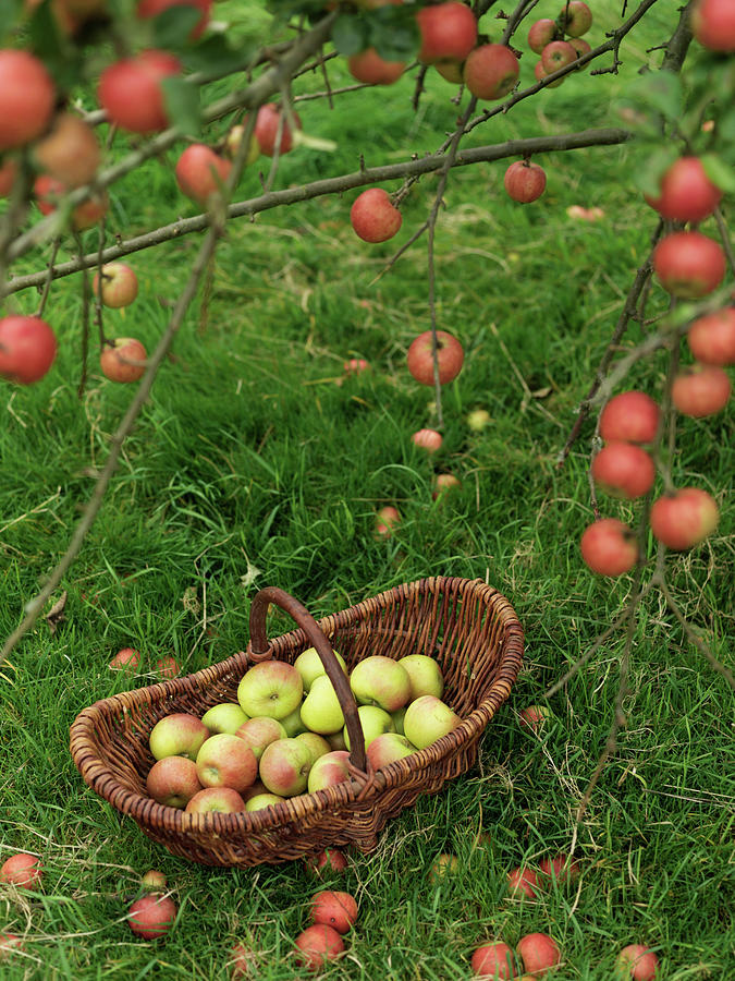Still Life Digital Art - Basket Of Apples Under Apple Tree by Ben Meyer