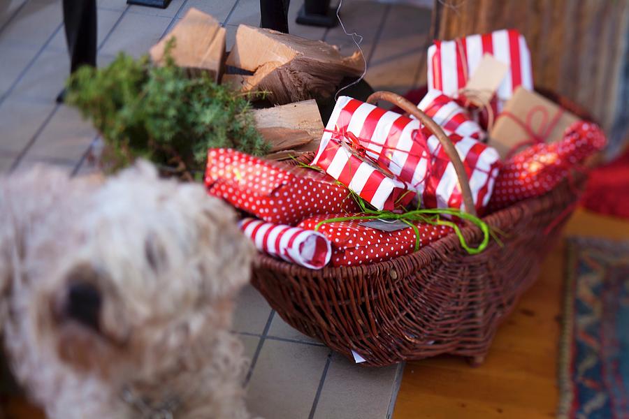 Basket Of Christmas Presents Photograph by Per Magnus Persson