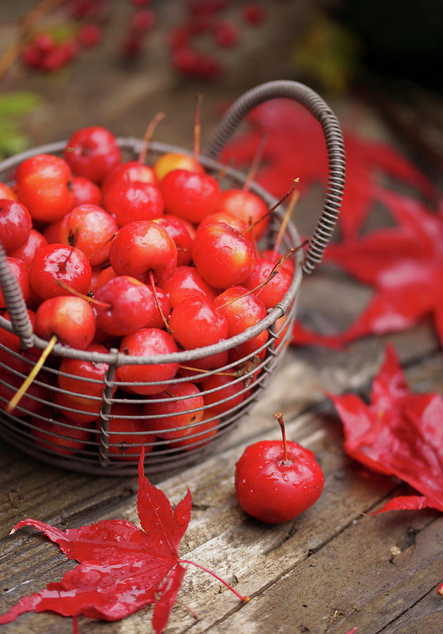 Basket Of Crab Apples Photograph by Angelica Linnhoff