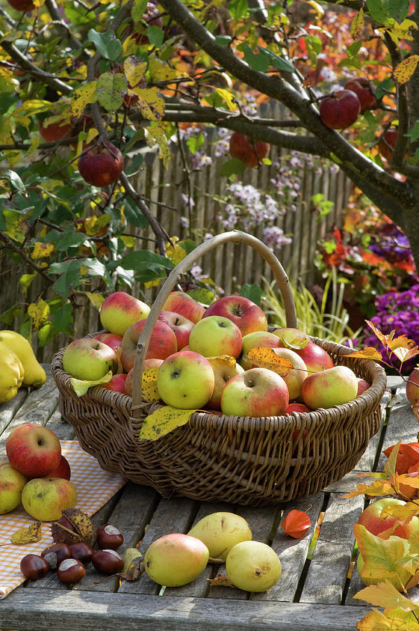 Basket Of Freshly Picked Malus apples Photograph by Friedrich Strauss