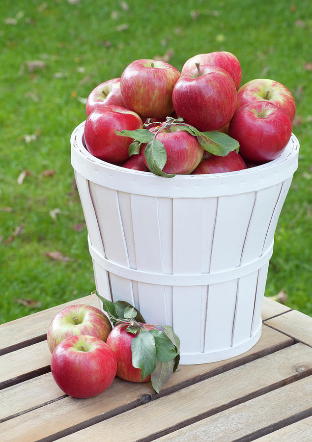 Basket Of Honey Crisp Apples Photograph by Wholden