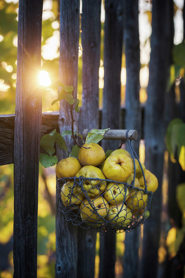 Basket Of Ornamental Quinces chaenomeles Hung On Fence Photograph by Kati Neudert