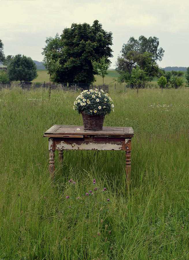 Basket Of Ox-eye Daisies On Old Wooden Table In Meadow Photograph by Christin By Hof 9