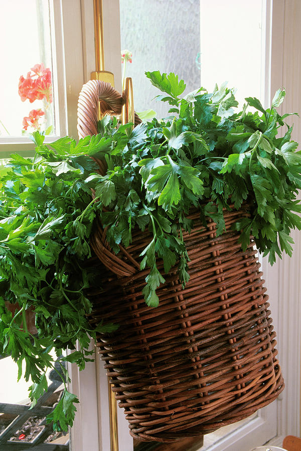 Basket Of Parsley Photograph by Guy Bouchet