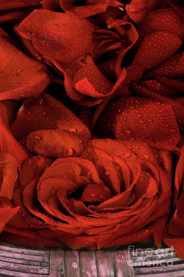 Basket Of Rose Petals Photograph by Mike Eingle