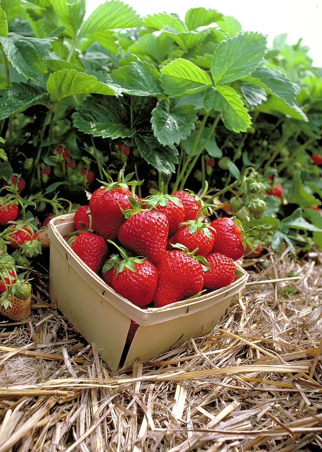 Basket of Strawberries Photograph by Thomas Firak