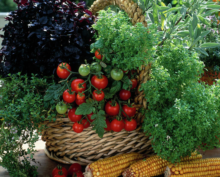 Basket Of Tomato lycopersicon, Basil oasis, orient Photograph by Friedrich Strauss