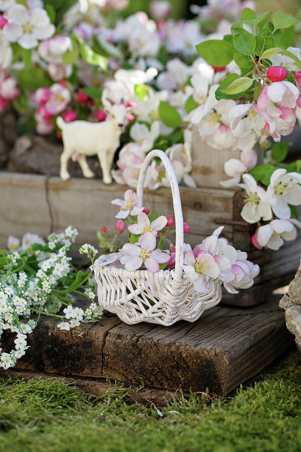 Basket With Apple Blossoms And White Forget-me-nots Photograph by Angelica Linnhoff