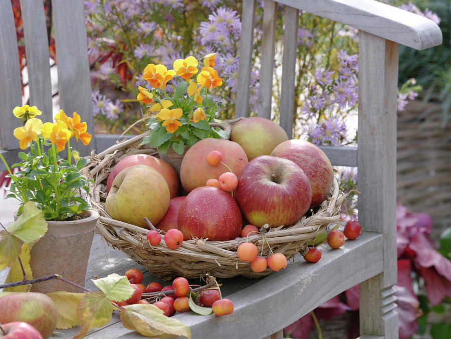 Basket With Apples And Ornamental Apples On Wooden Bench Photograph by Friedrich Strauss
