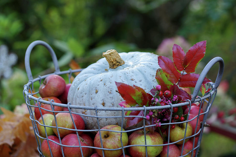 Basket With Apples And Pumpkin In The Garden Photograph by Angelica Linnhoff