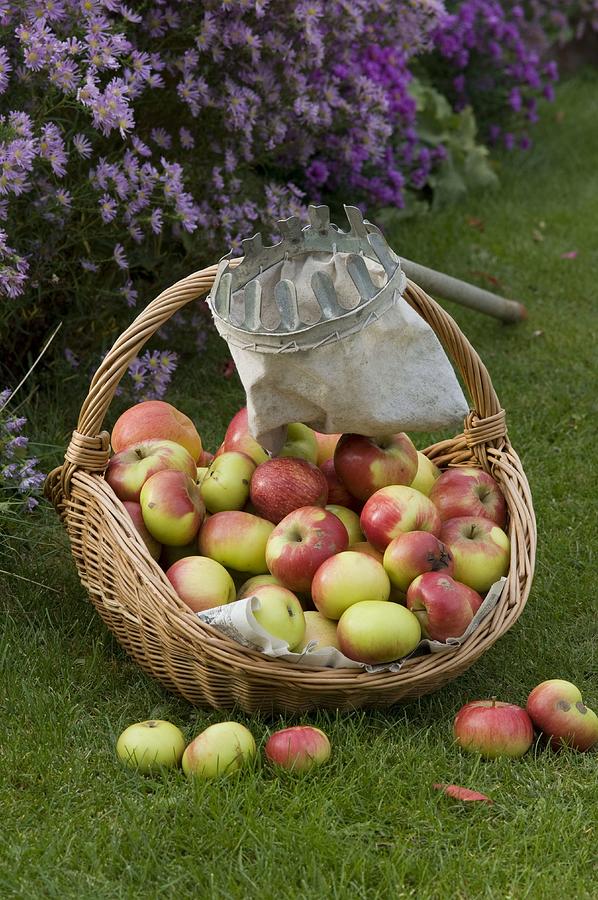 Basket With Apples malus, Fruit Picker Photograph by Friedrich Strauss ...