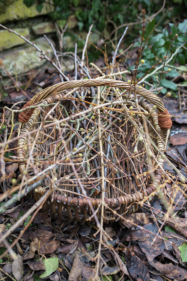 Basket With Branches: Cornelian Cherry Dogwood Photograph by Rita Newman
