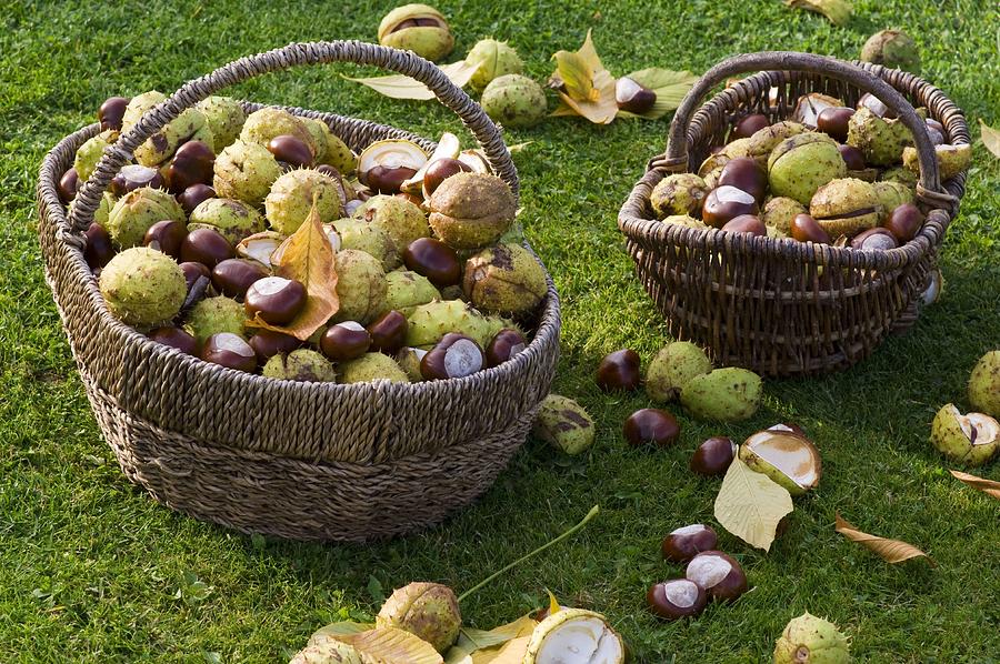 Baskets With Freshly Picked Aesculus chestnut Photograph by Friedrich Strauss