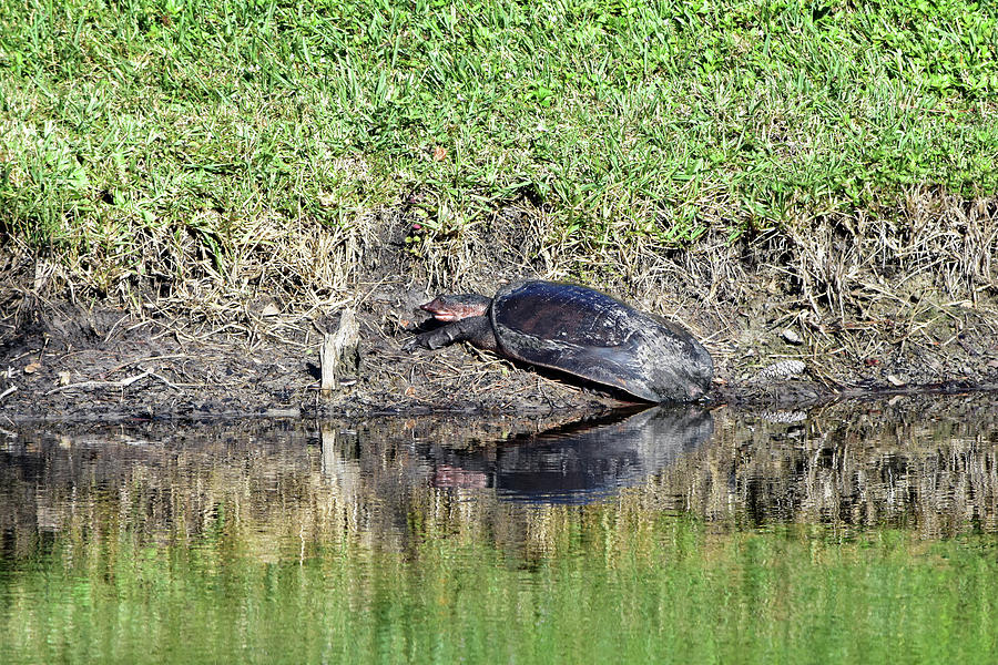 Basking Florida Softshell Turtle Photograph By William Tasker Fine Art America 