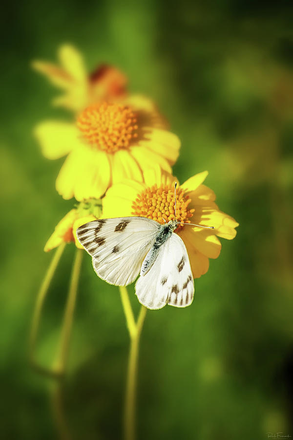 Basking in the Light by Rick Furmanek Basking in the Light by Rick Furmanek