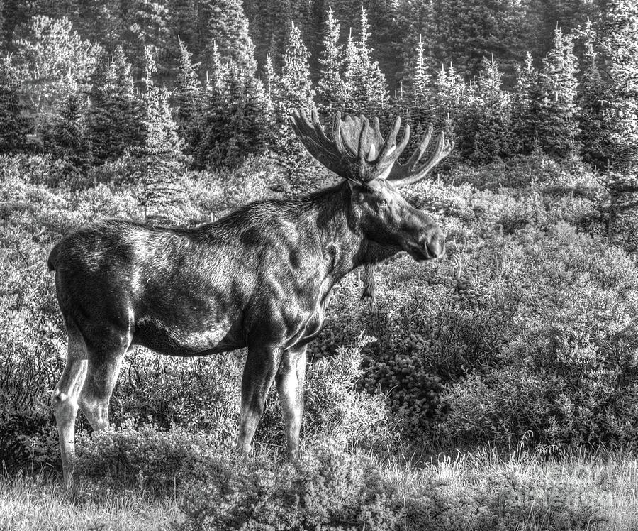 Basking In The Sun B/W Photograph by Steven Parker - Fine Art America