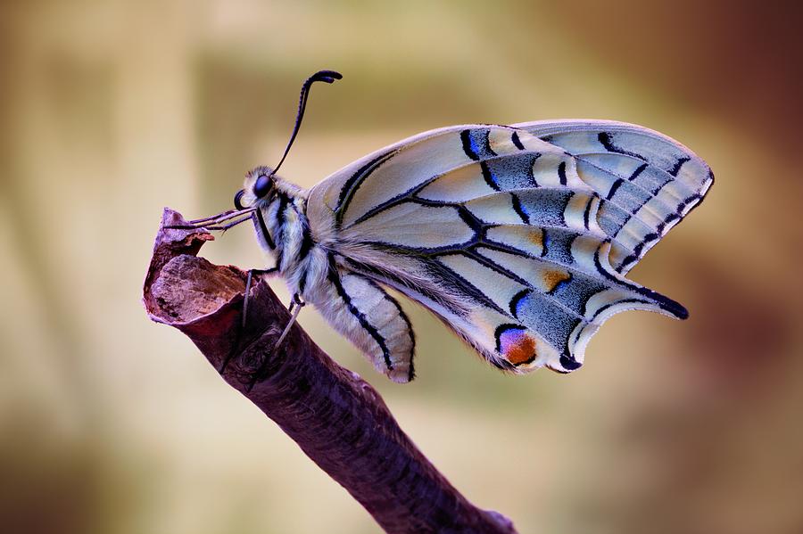 Butterfly Photograph - Basking by Jimmy Hoffman
